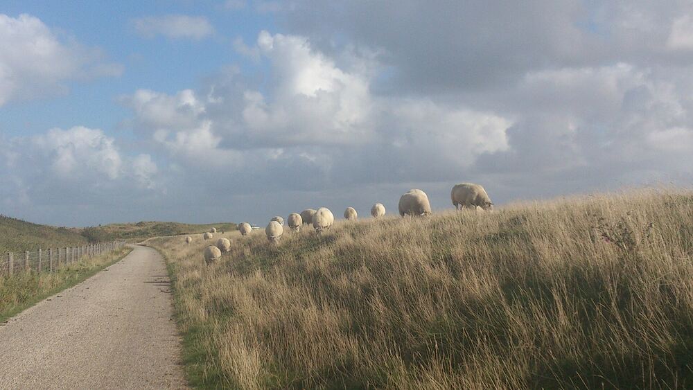 Schapen in de Texelse duinen bij de zeedijk