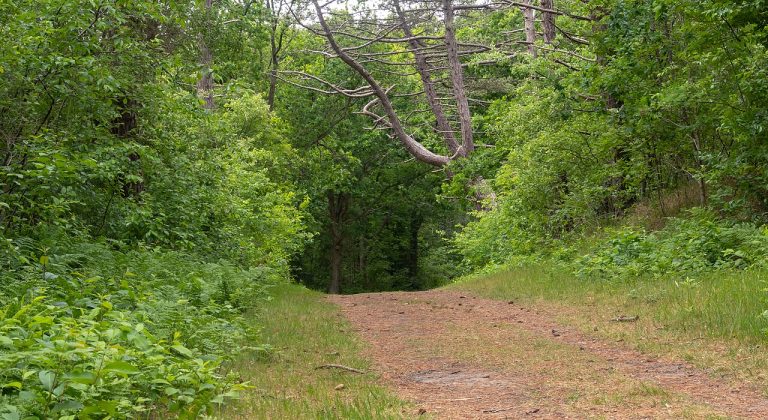 Wandeling in Nationaal Park Duinen van Texel — Natuur in Texel