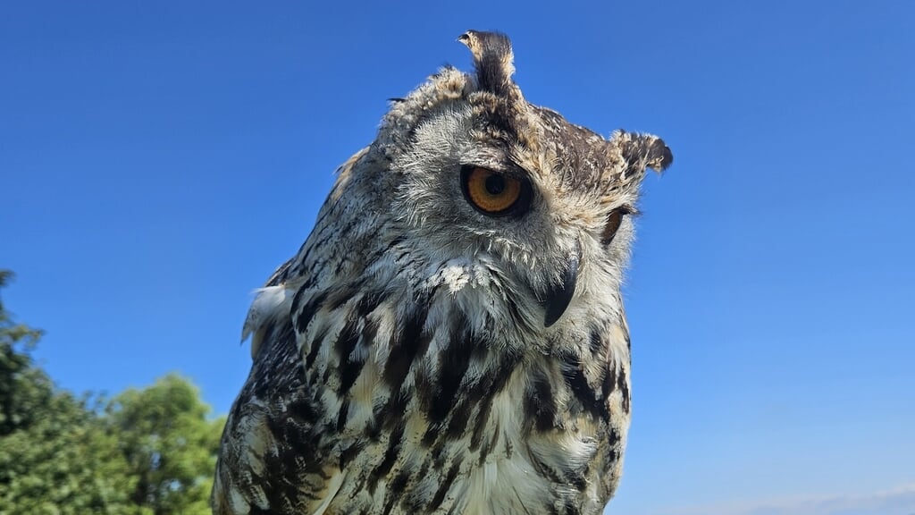 Roofvogelshow in Texel